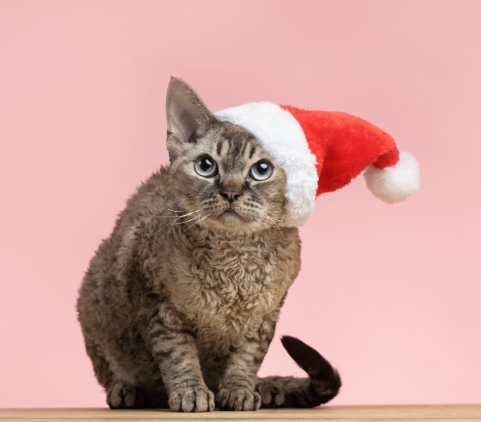 Cadeaux pour chats