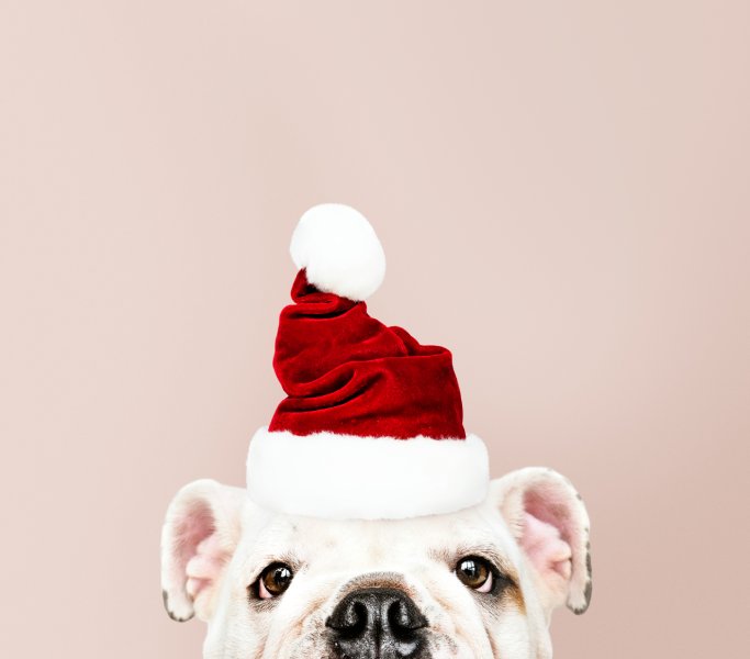 Cadeaux pour chiens