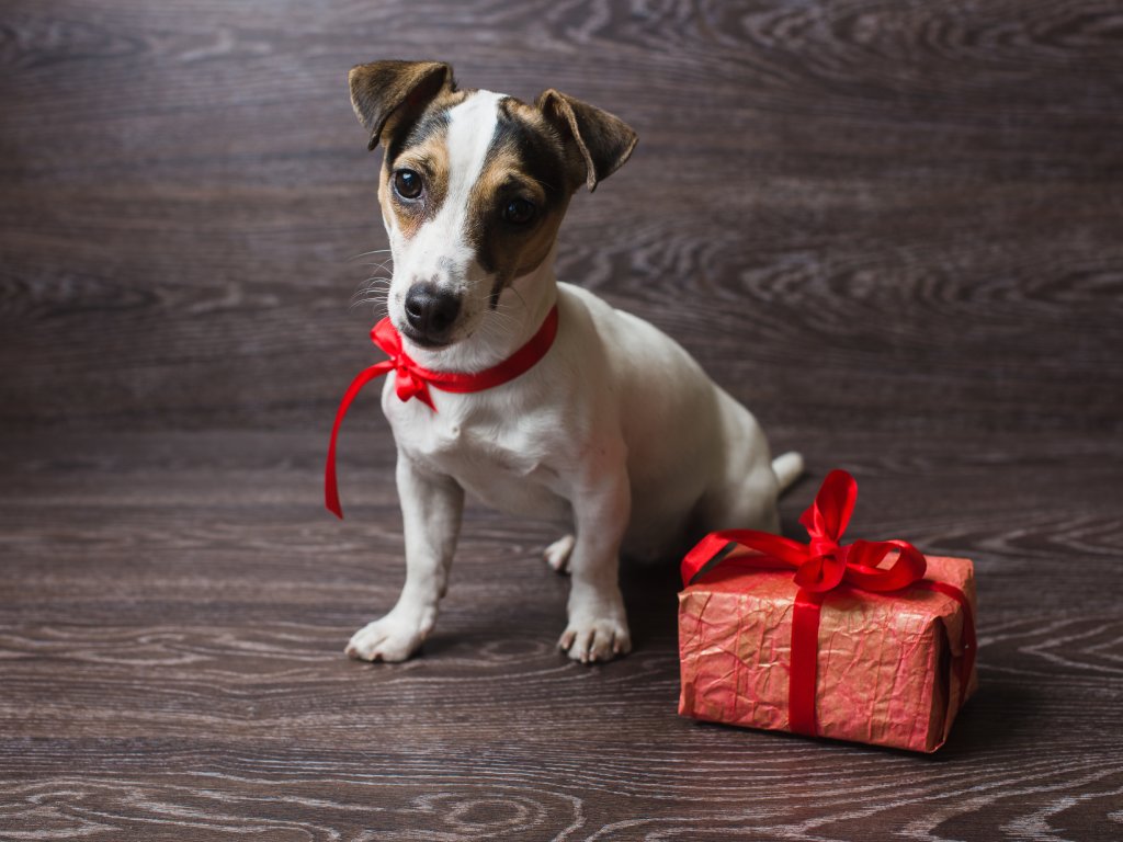 Cadeaux chien