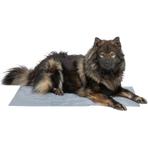 Tapis refroidissement chien