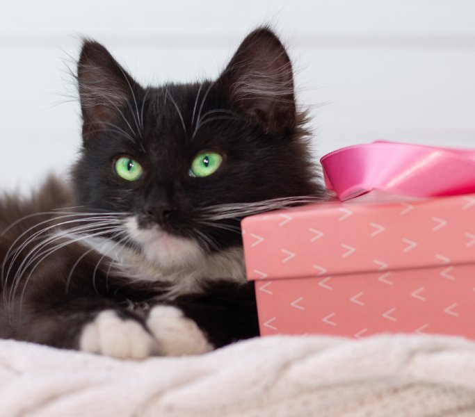 Coffret cadeau chat