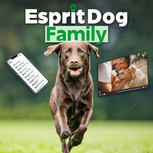 Éduquer son chien - Formation en ligne Esprit Dog