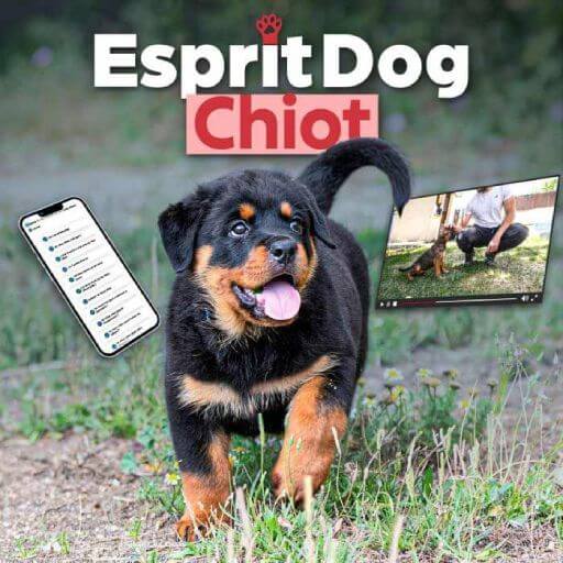 Formation en ligne : éduquer son chiot