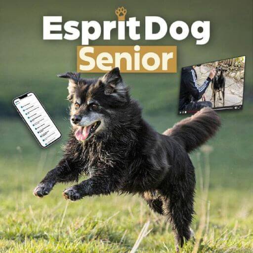 Prenez soin de votre vieux chien - Formation en ligne Esprit Dog