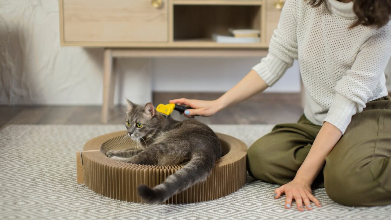 Toilettage à la maison : l’équipement indispensable
