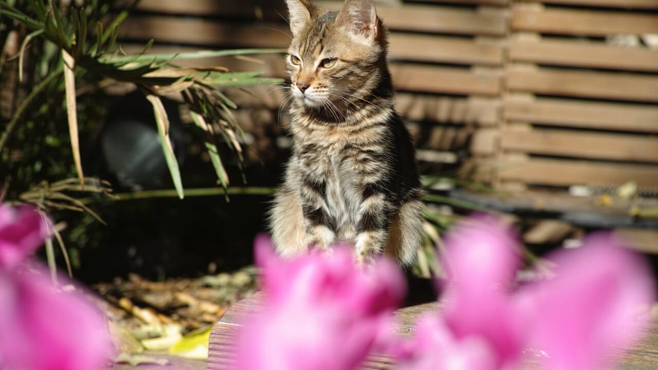 Jardin sécurisé pour animaux : plantes toxiques et aménagements à connaître