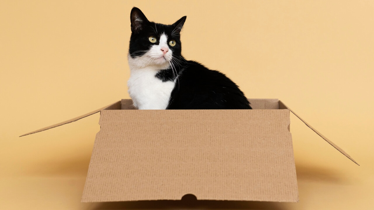 Déménagement avec ses animaux : le guide complet pour une transition en douceur