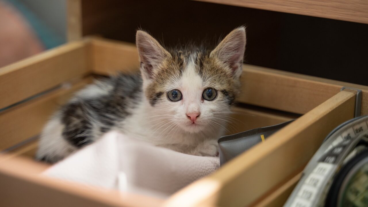 Éduquer un chaton
