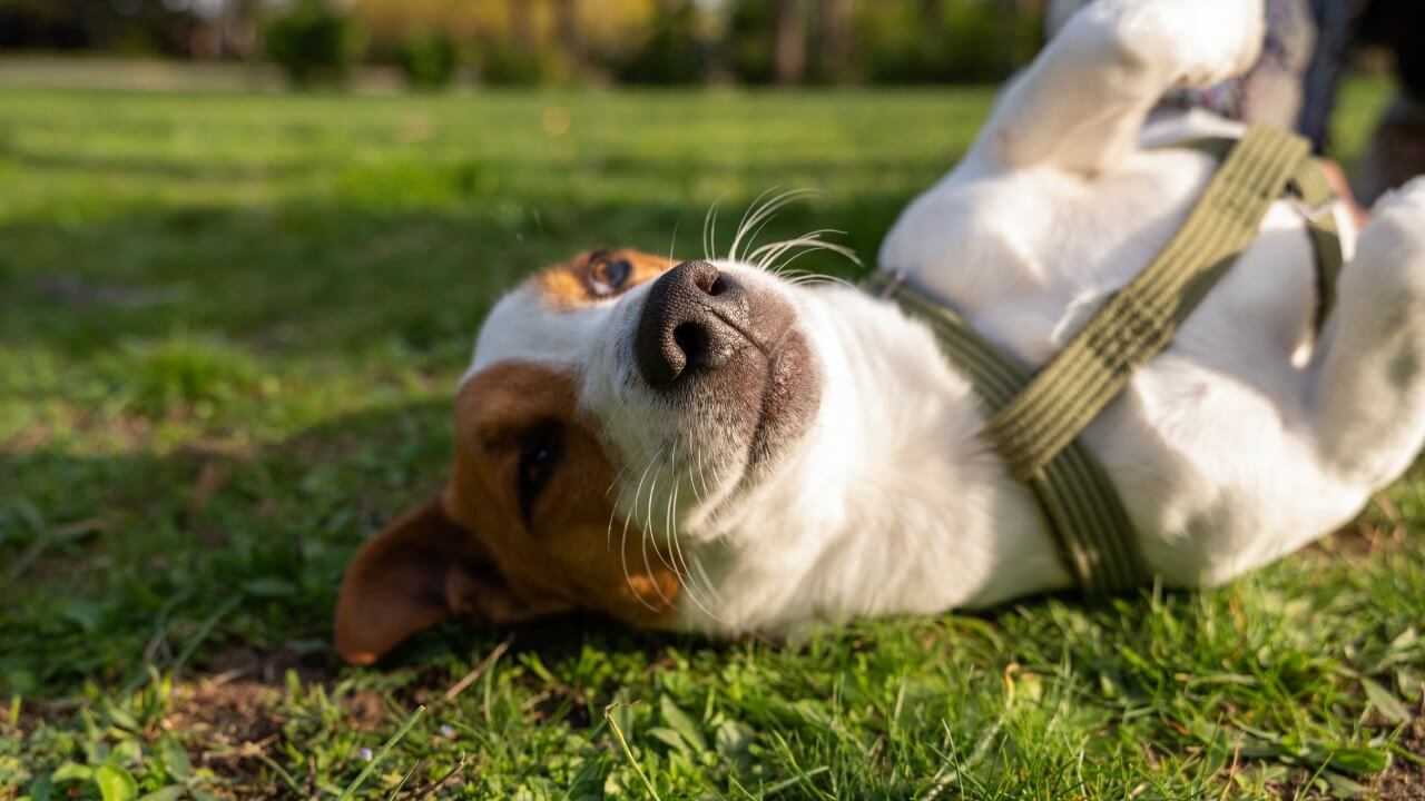 Langage corporel du chien : décrypter ses signaux pour mieux communiquer