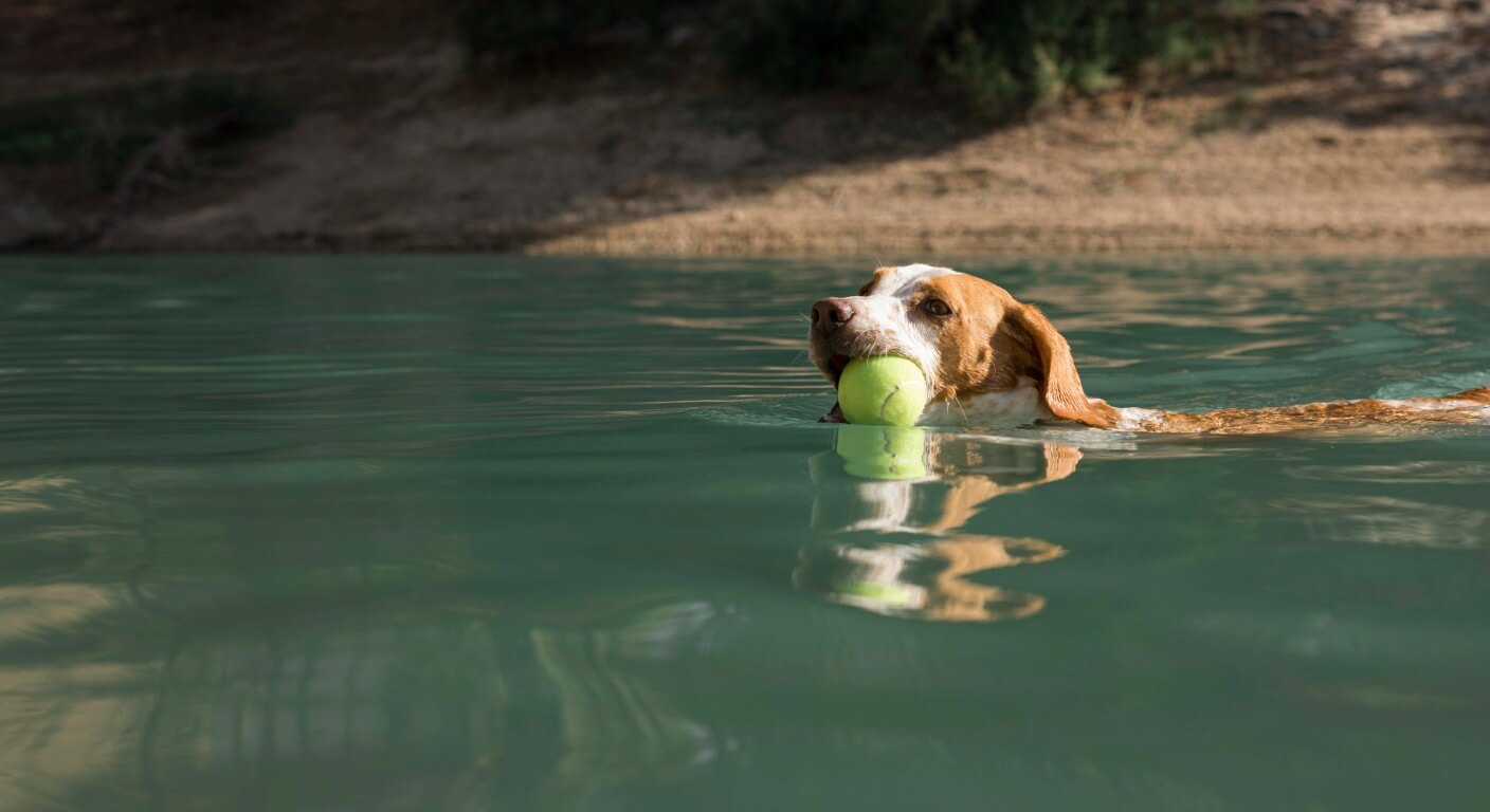 Canicule animaux : protéger chien et chat de la chaleur