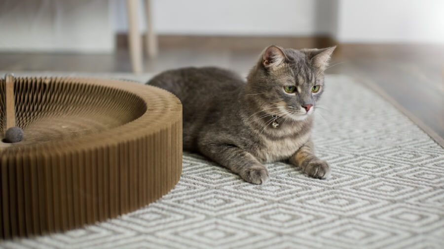 Environnement enrichi pour chat d'appartement : guide complet